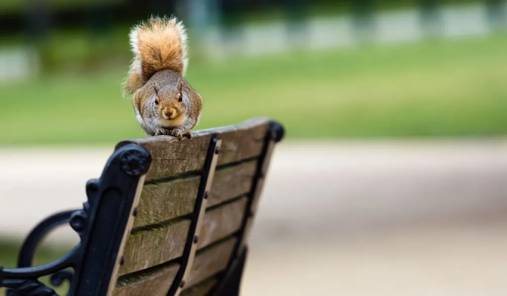 Squirrel resting on bench in the garden 