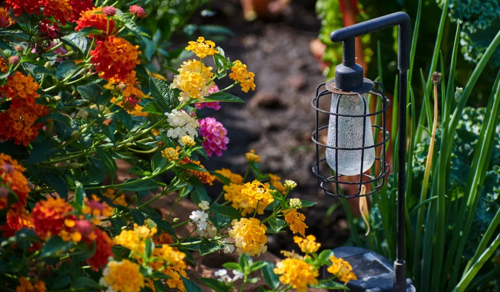 The colorful West Indian Lantana flowers in garden