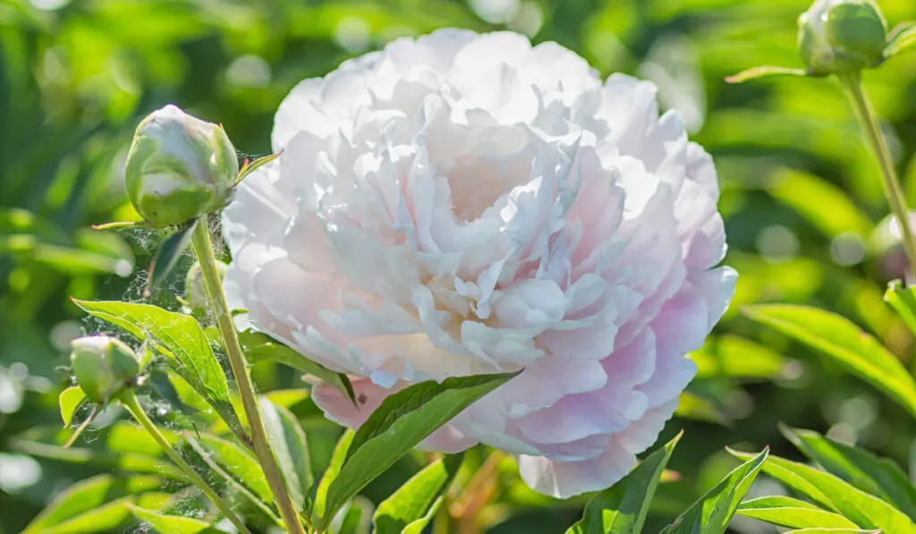 pink peony flower in the garden