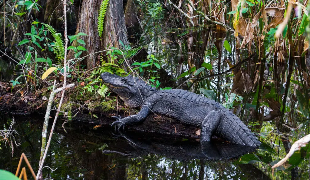 Alligator at Everglades National Park, Florida