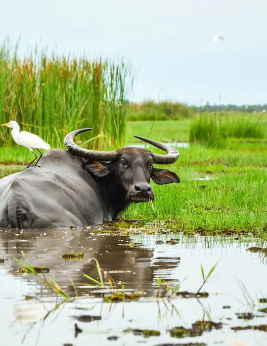 Asian-water-buffalo-enjoy-swimming-in-a-mud-swamp-with-a-white-bird-buddy-on-its-back-in-nature