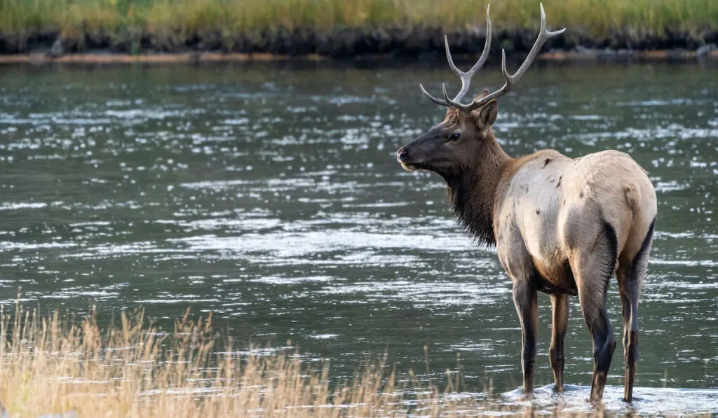 Bull elk stands in the Madison River in Yellowstone National Park 