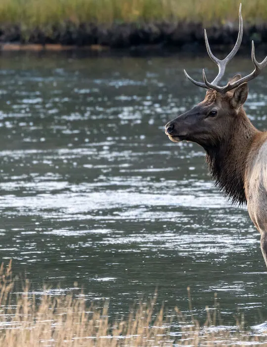 Bull-elk-stands-in-the-Madison-River-in-Yellowstone-National-Park