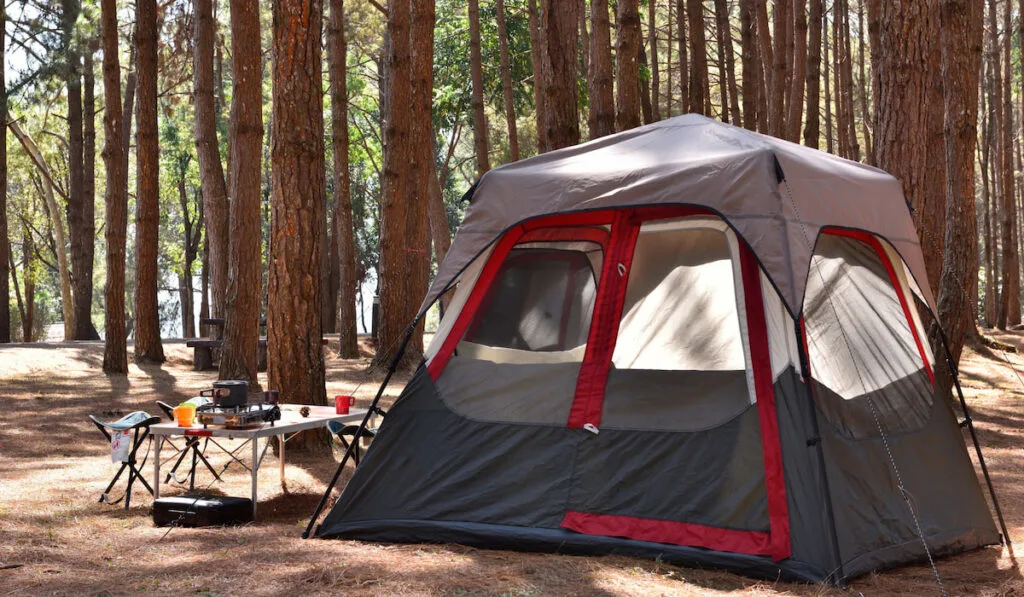 Camping tent with desk and chairs in pine forest