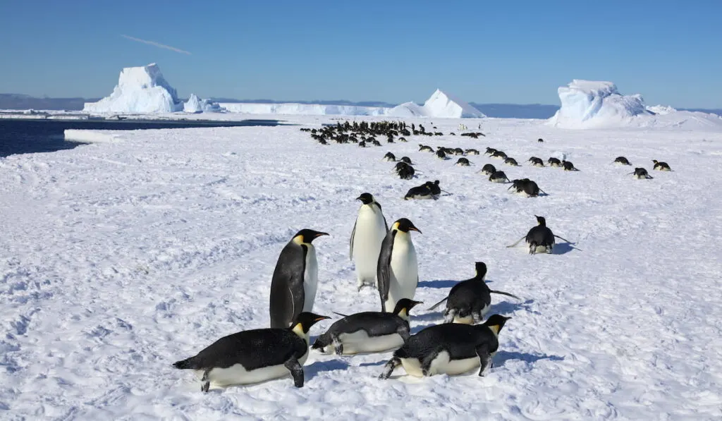 Penguin tobogganing on the sea ice