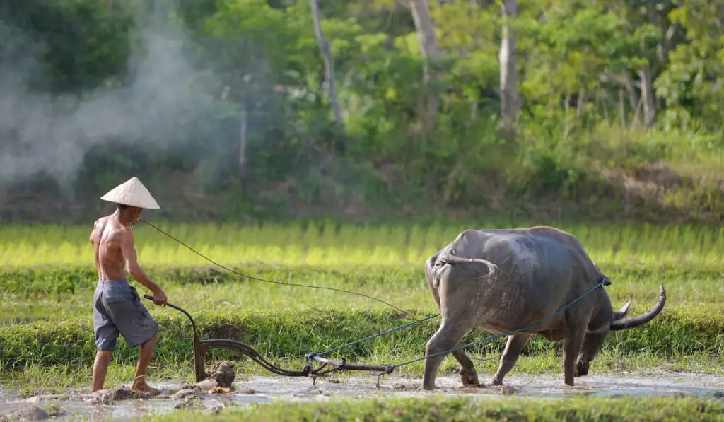 farmer and buffalo working on ricefield