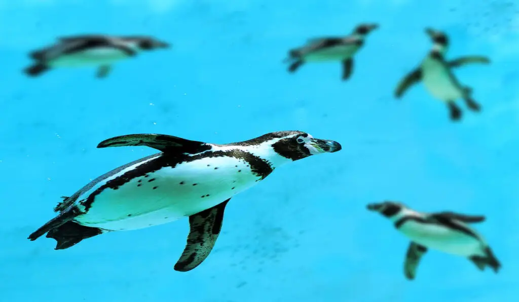 penguins swimming under water