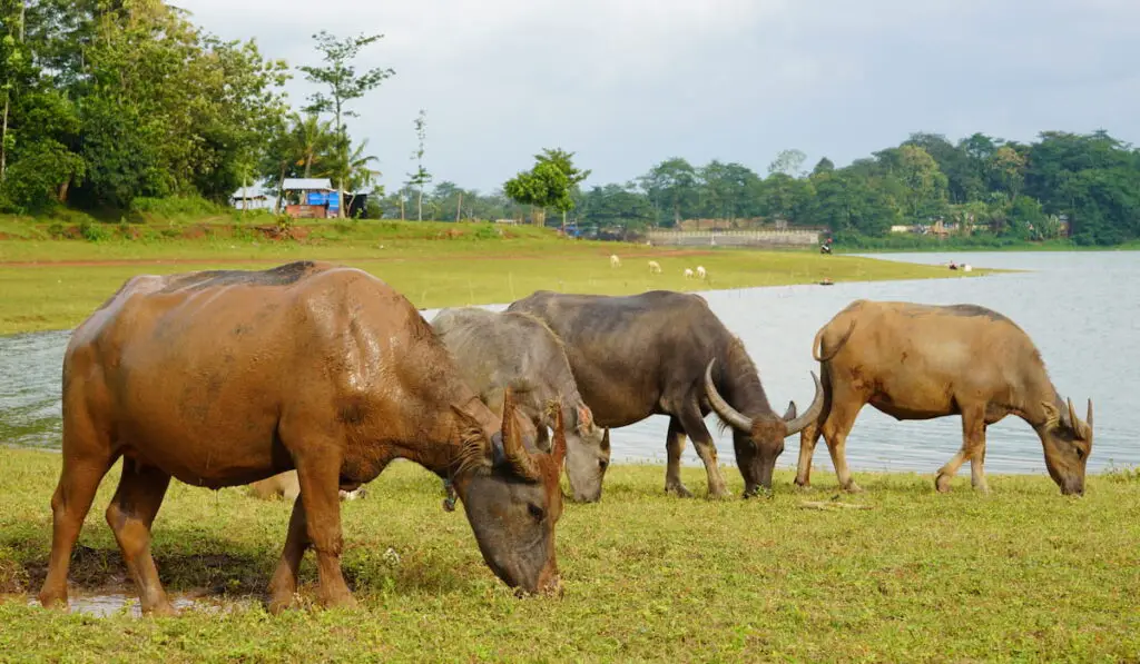 water buffaloes feeding on grass