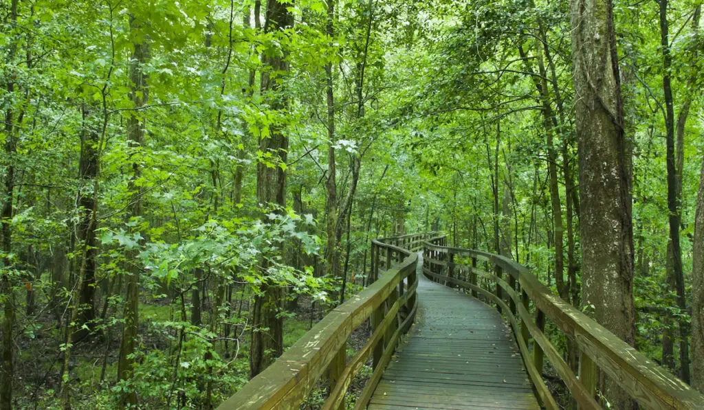 A boardwalk through the lush greenery of the Congaree National Park in South Carolina