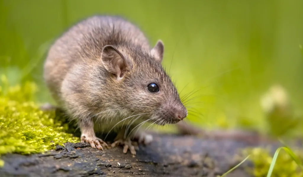 Brown rat in grass on river bank