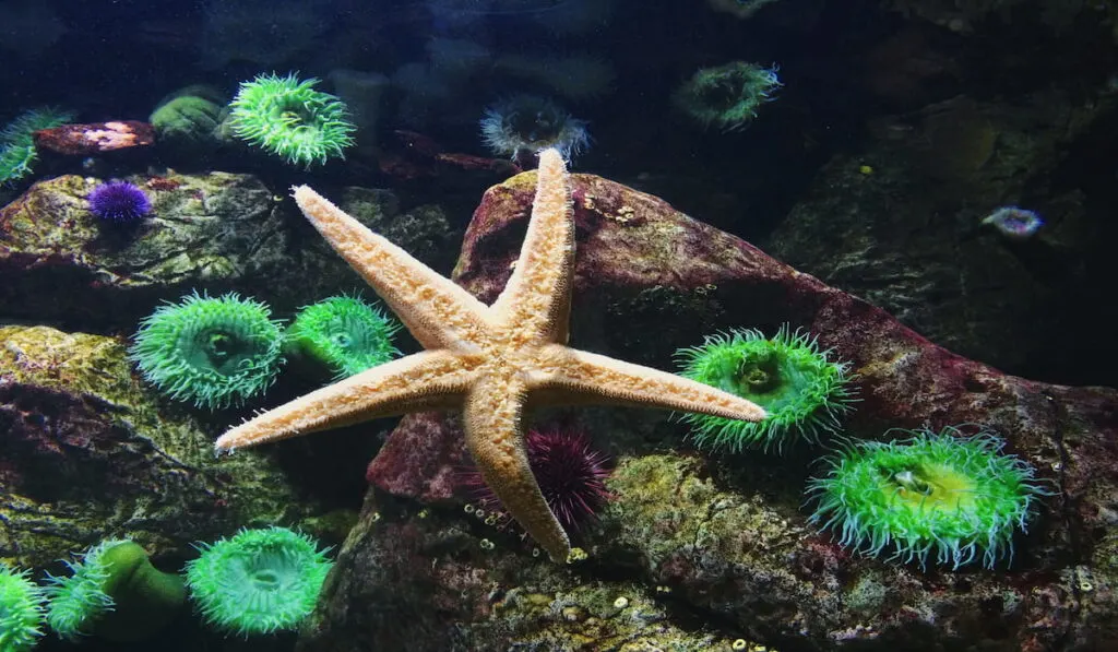 Colorful underwater world with starfish, corals, undersea, maroon, red coral