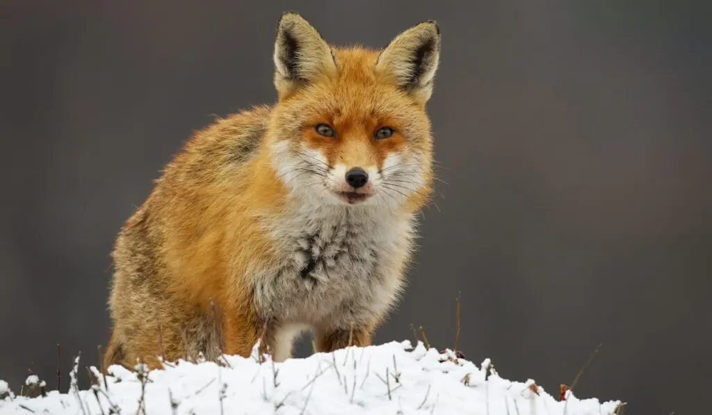 Dangerous red fox standing on meadow in winter nature