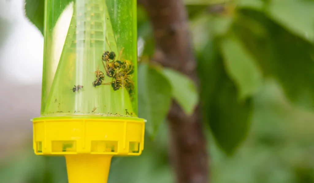 Dead wasps in wasp trap hanging on tree