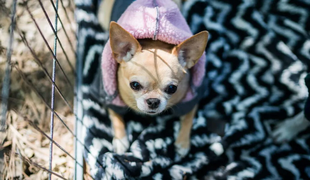 Dog outside camping