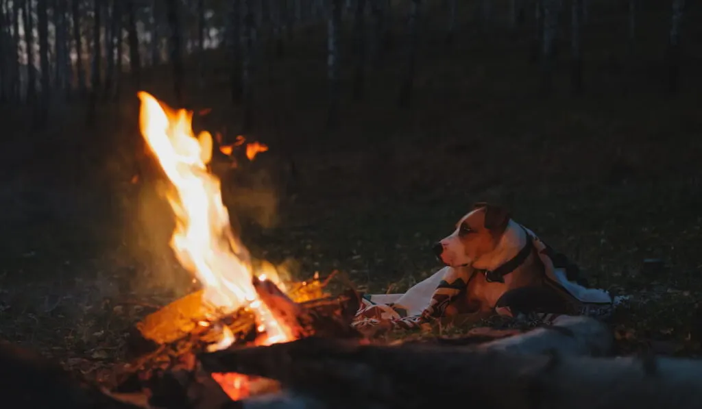 Dog rests by the campfire in the dusk