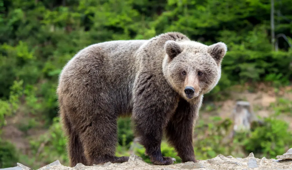 European brown bear in a forest landscape