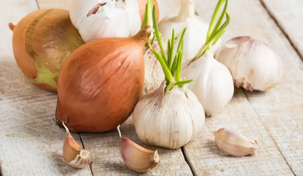 Garlic and onion on wooden background