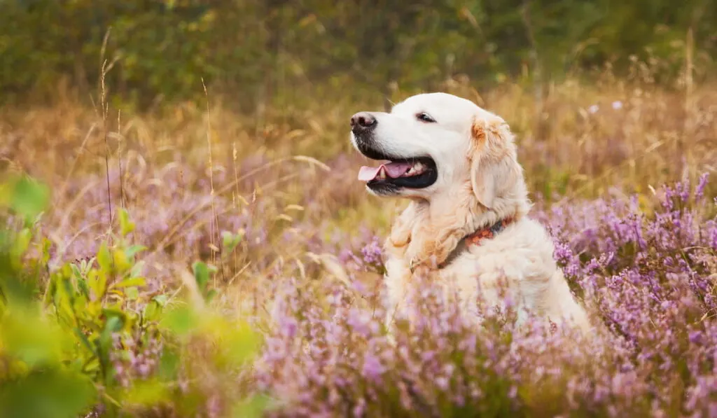 Golden retriever dog