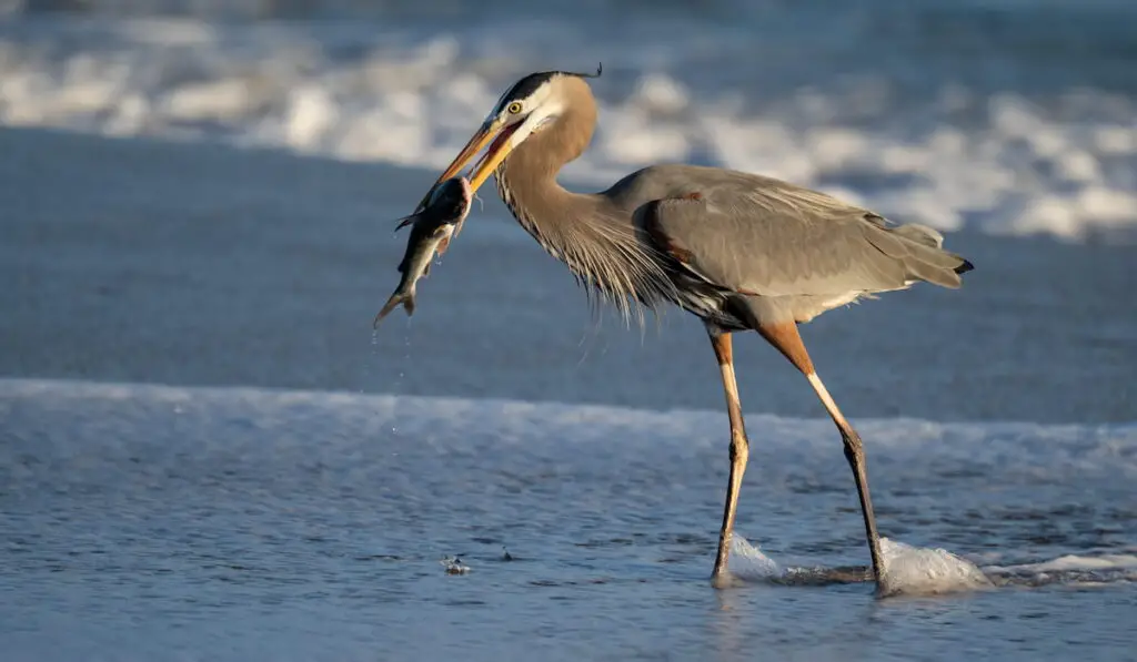 Great Blue Heron Fishing in Florida
