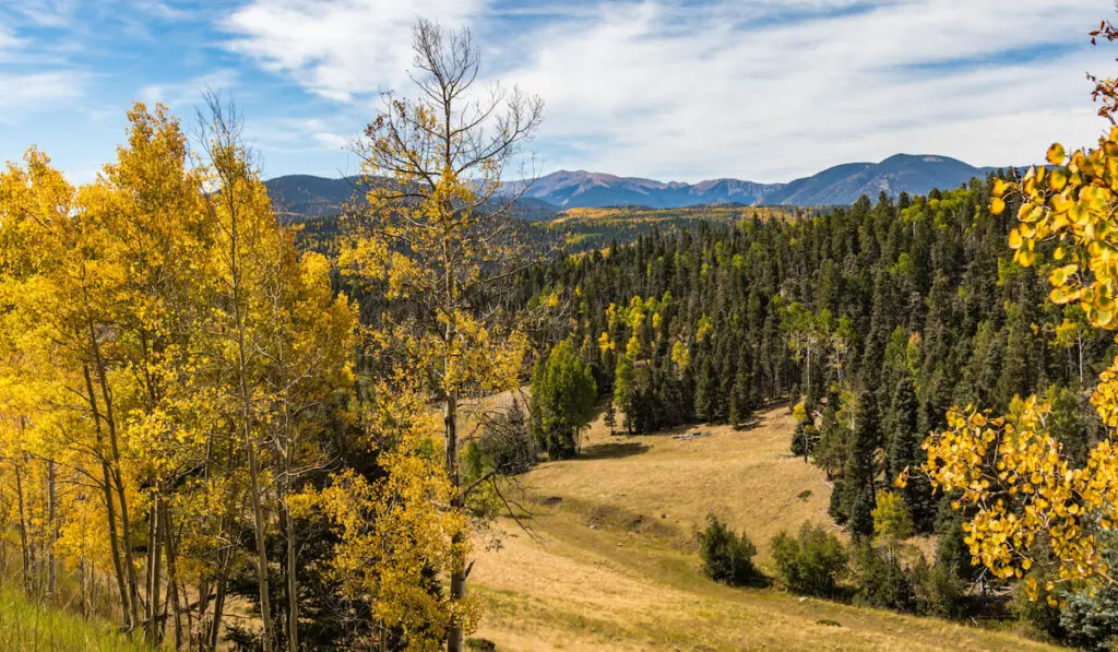 Green and gold landscape with distant mountains and wispy cloudy sky in Carson National Forest, New Mexico