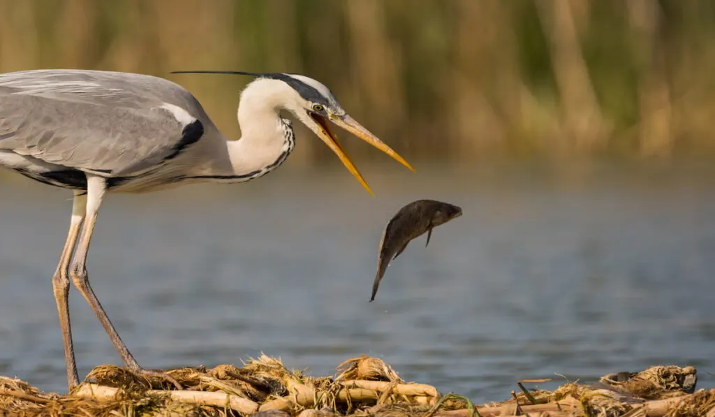 Grey heron is catching the fish