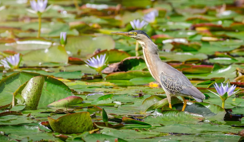 Heron walking on a pond full of large leaves