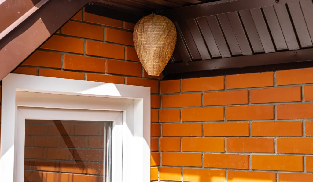 Life hack. Wasp nest decoy of paper in form of elongated ball under roof of country house.