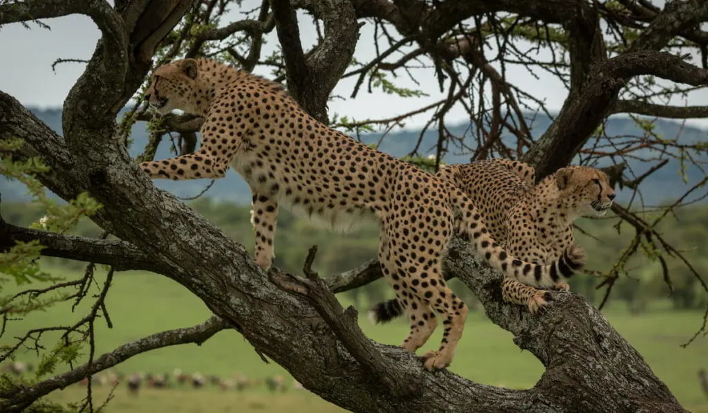 Male cheetah climbs tree branch beside brother