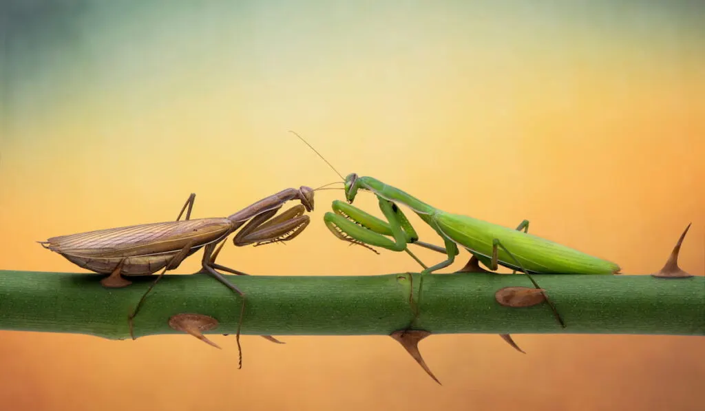 Mantis are fighting on the branches of roses