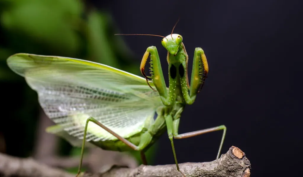 Mantis in Defensive Stance