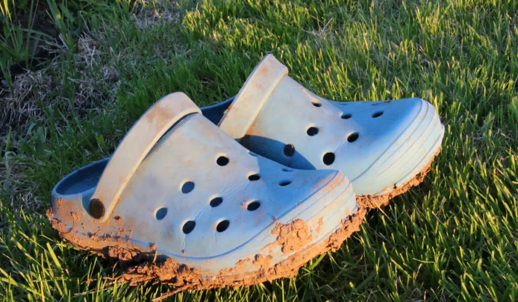 Muddy crocs on the garden lawn