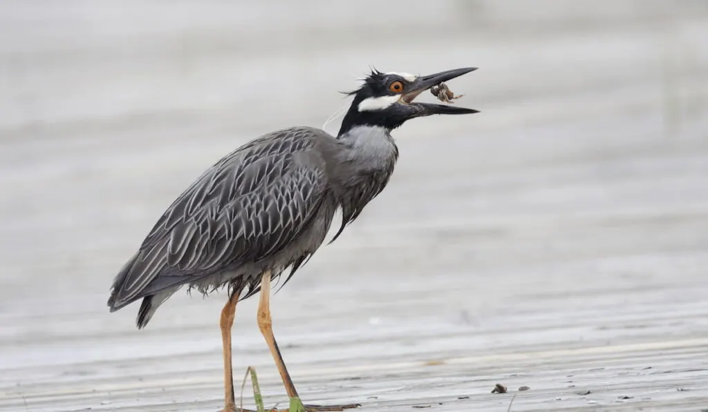 Night Heron eating a crab 