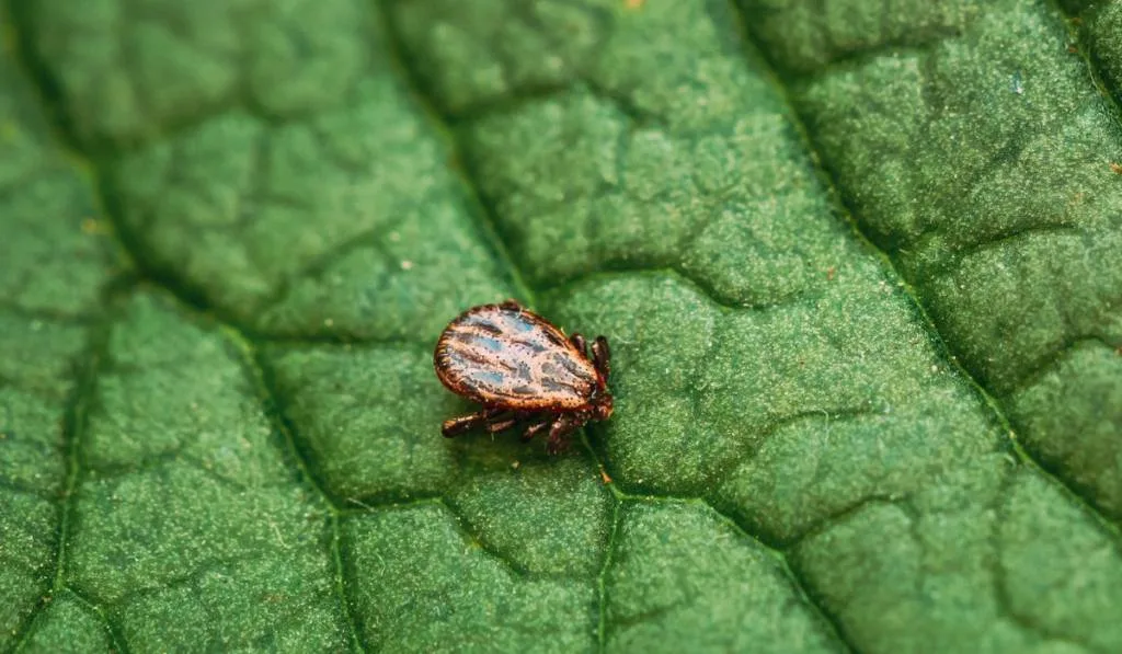 Ornate Cow Tick