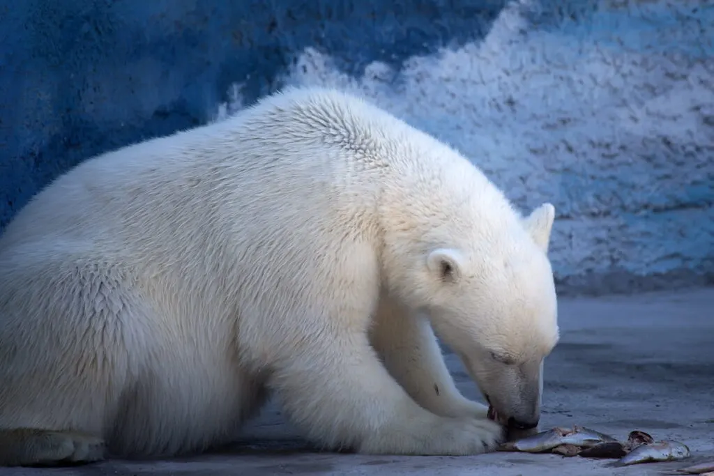 Polar bear eating fresh fish
