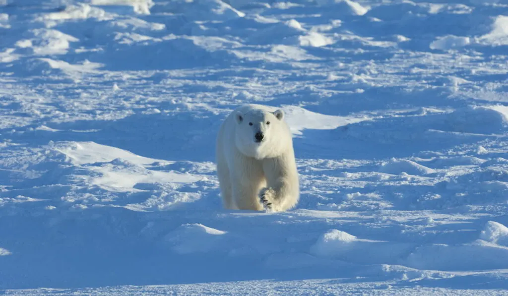 Polar bear in the wild