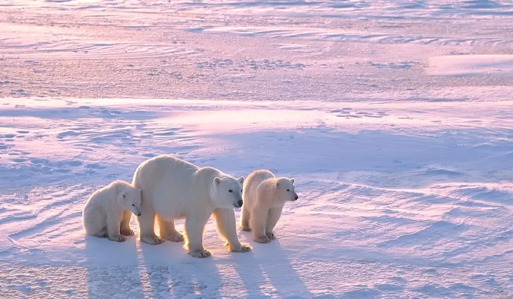 Polar bear with cubs