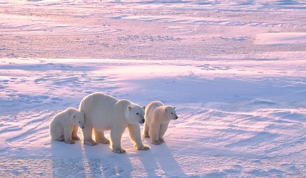 Polar bear with cubs