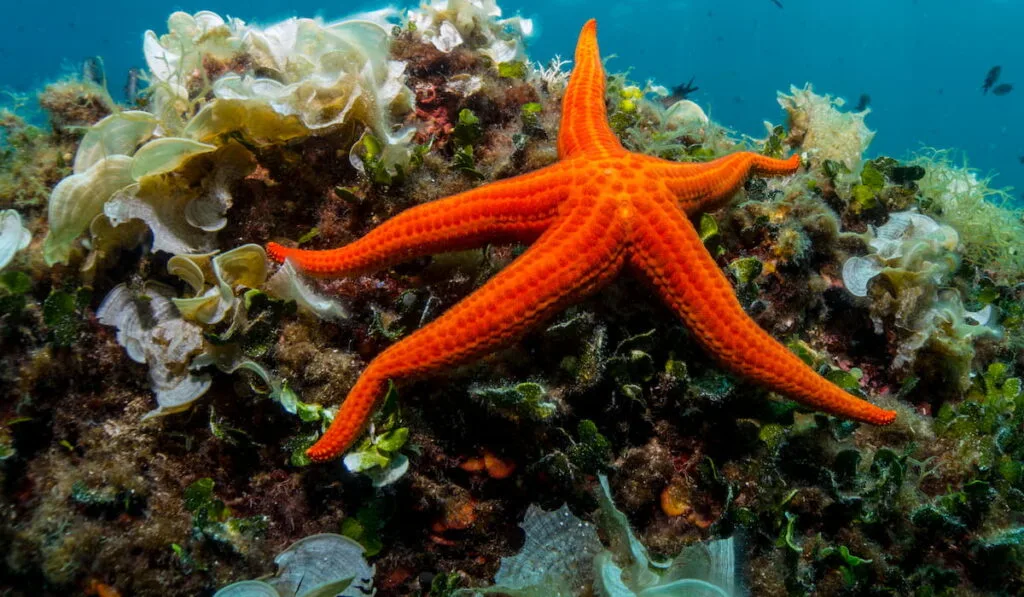 Starfish under the sea