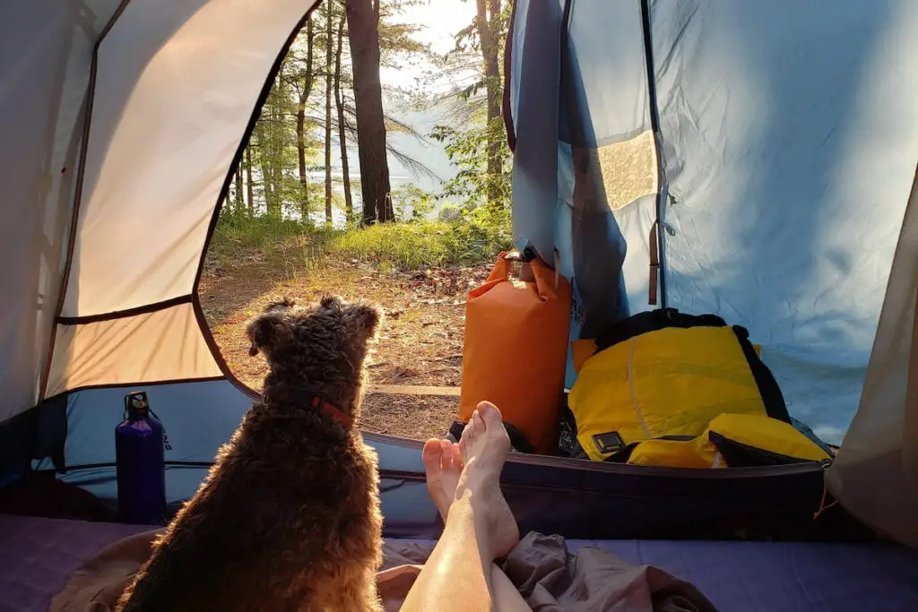 Sunrise view from inside the camping tent with a dog