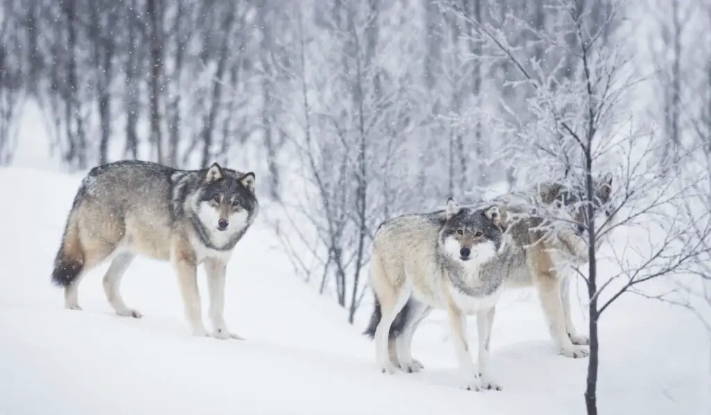 Three Wolves in the Snow