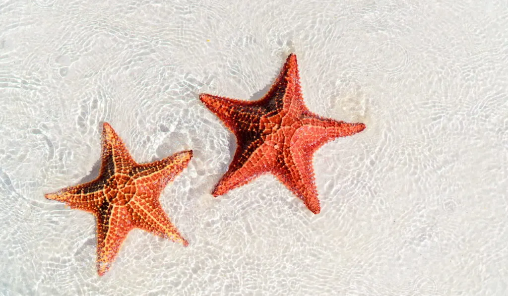 Tropical white sand with red starfishes