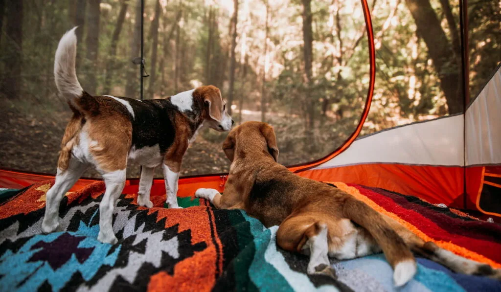 Two beagle dogs in a tent looking out at sunrise into the forest camping 