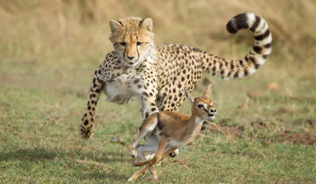 Young Cheetah cub chasing a baby Thompson's Gazelle