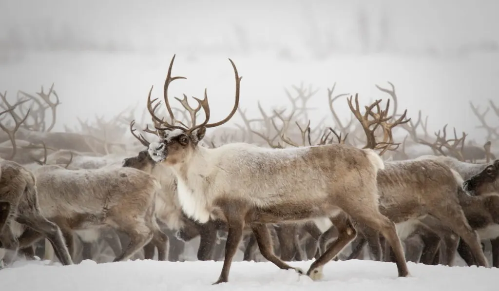a herd of reindeers on snow