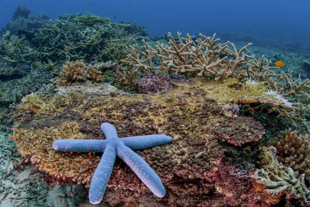 blue-starfish-on-a-reef