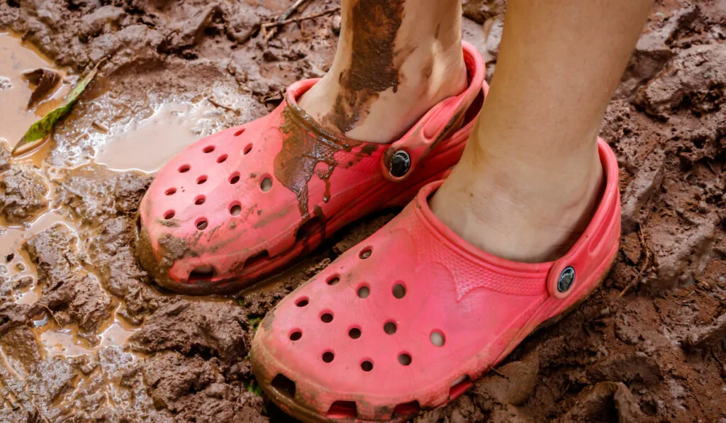 closeup photo of a muddy feet wearing crocs on mud 