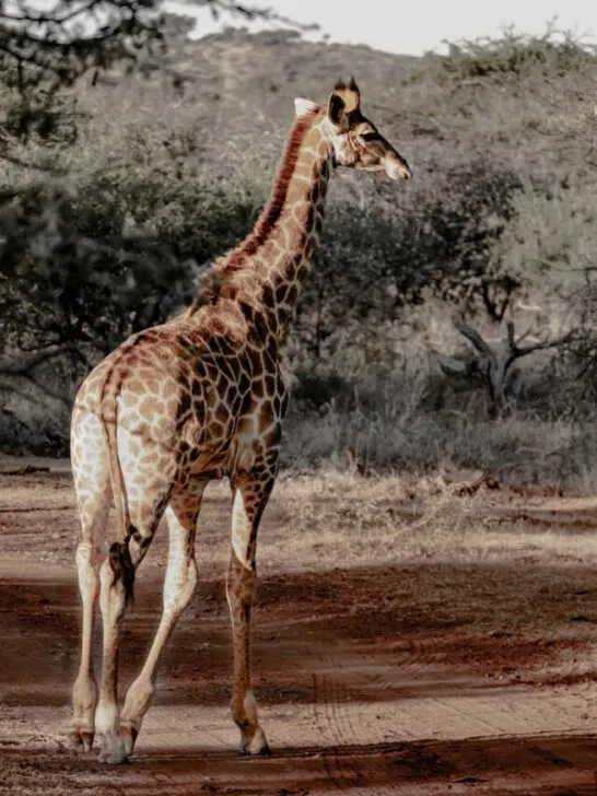 cropped-Giraffe-ee220719.jpg