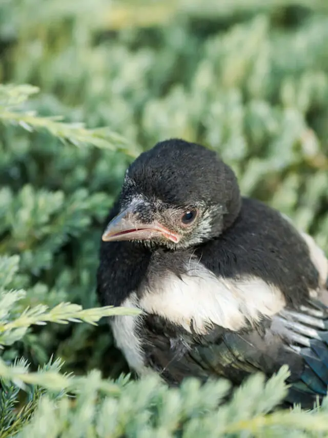 How to Raise a Baby Magpie?