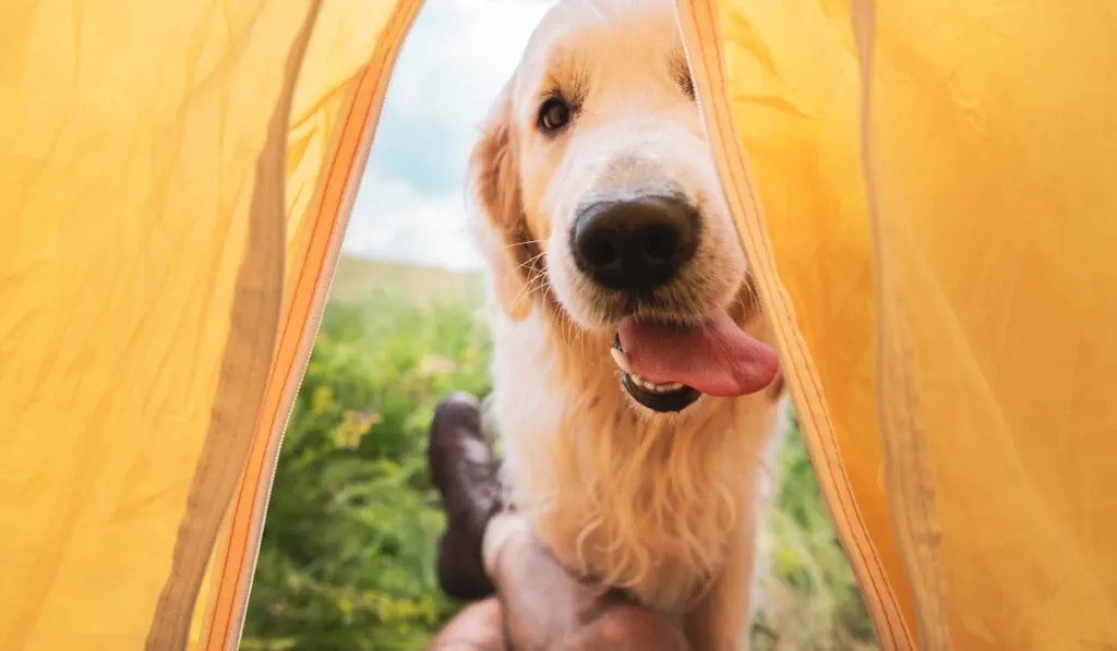 cropped-view-of-traveler-in-tent-with-golden-retriever-dog