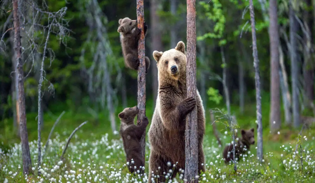 family of bears in the forest